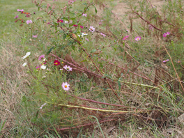 2011_11_秋桜のように2