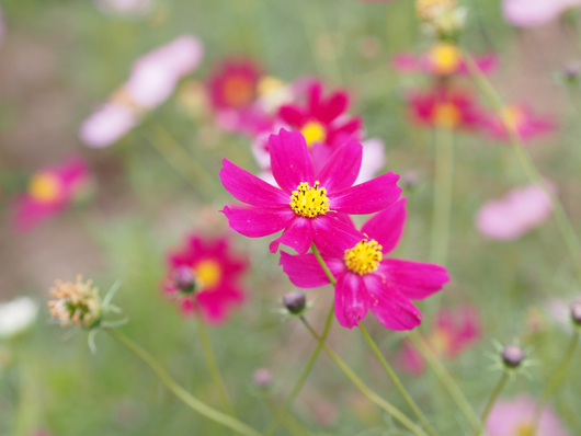 2011_11_秋桜のように5