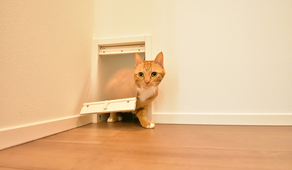 with Pets ペットと暮らす家